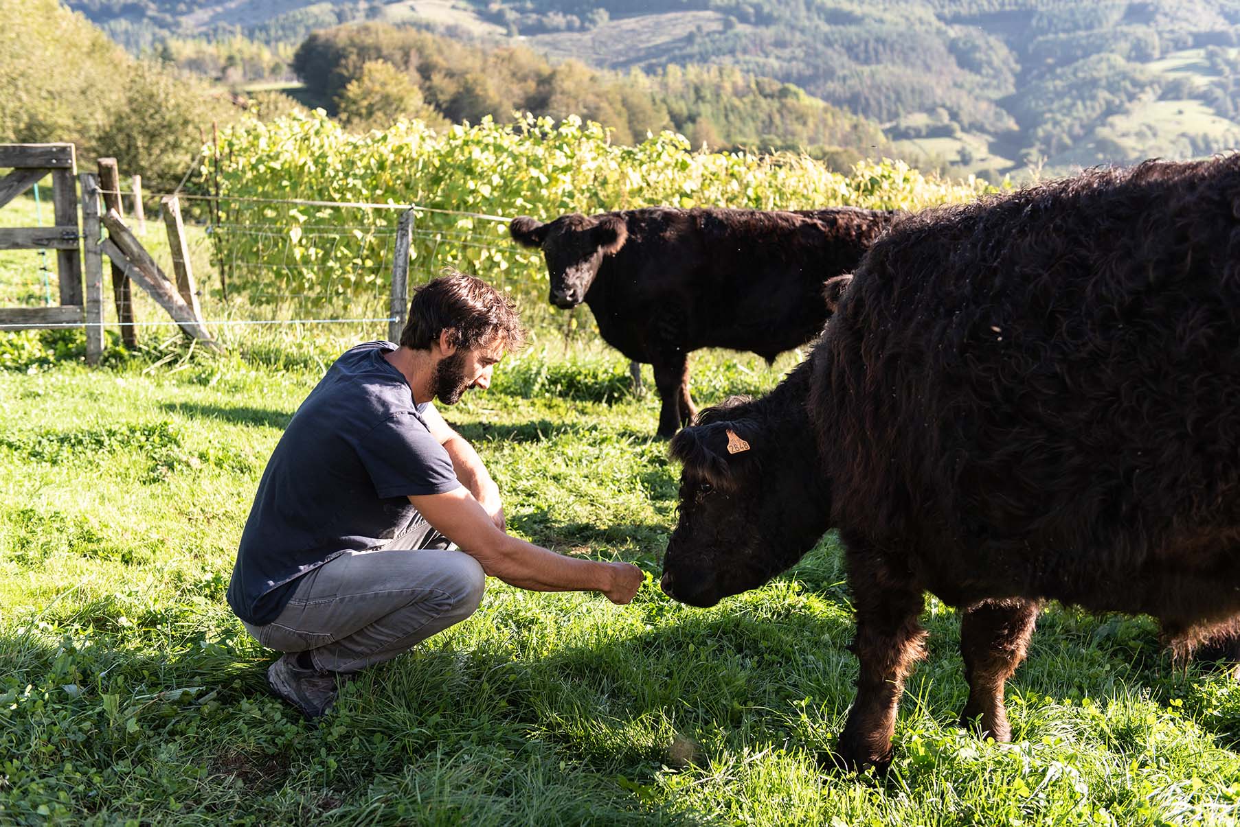 behia-vaca-carne-pasto-carne-ecologica-haragi-ekologikoa-bio-angus-galloway-gipuzkoa-guipuzcoa-amalarre-denis