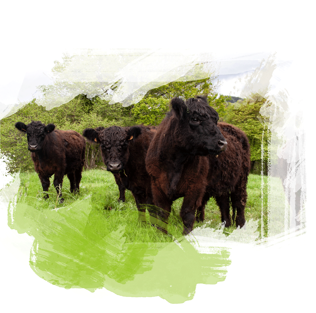 behiak-vacas-pasto-ecologico-bio-angus-galloway-gipuzkoa-guipuzcoa-amalarre-ekologikoa-txekorra-online-pedido